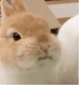 日常必备的搞怪动态表情