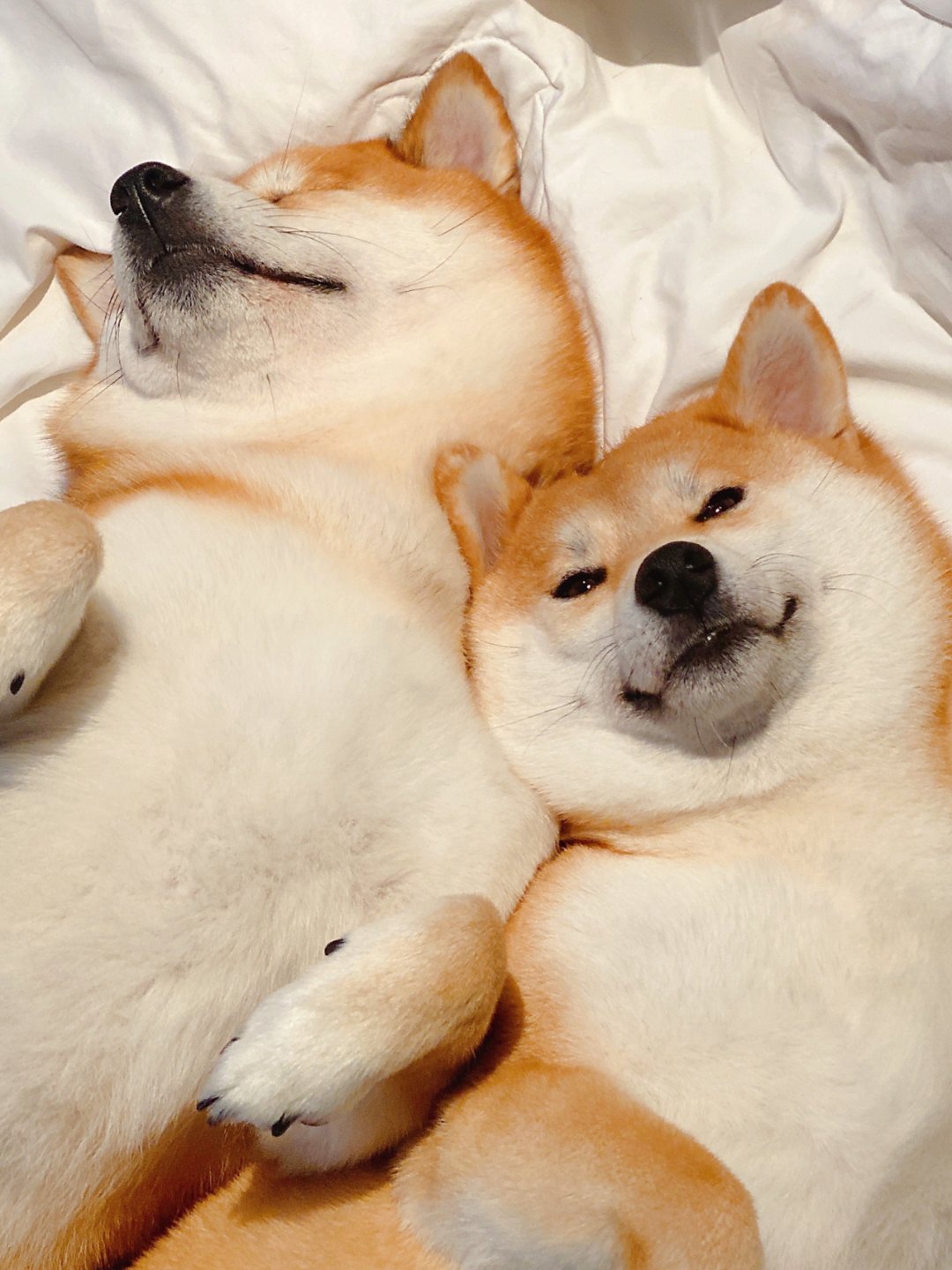 狗狗睡觉情侣微信头像