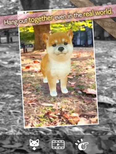 和我的狗在一起