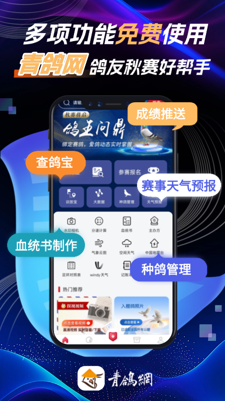 青鸽网