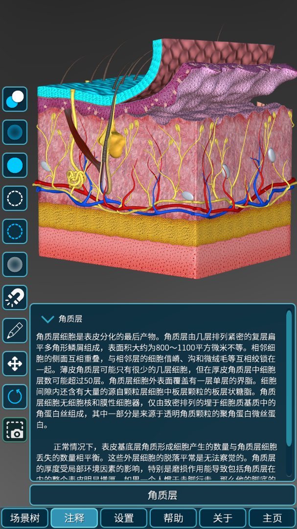 人体解剖学图集最新版