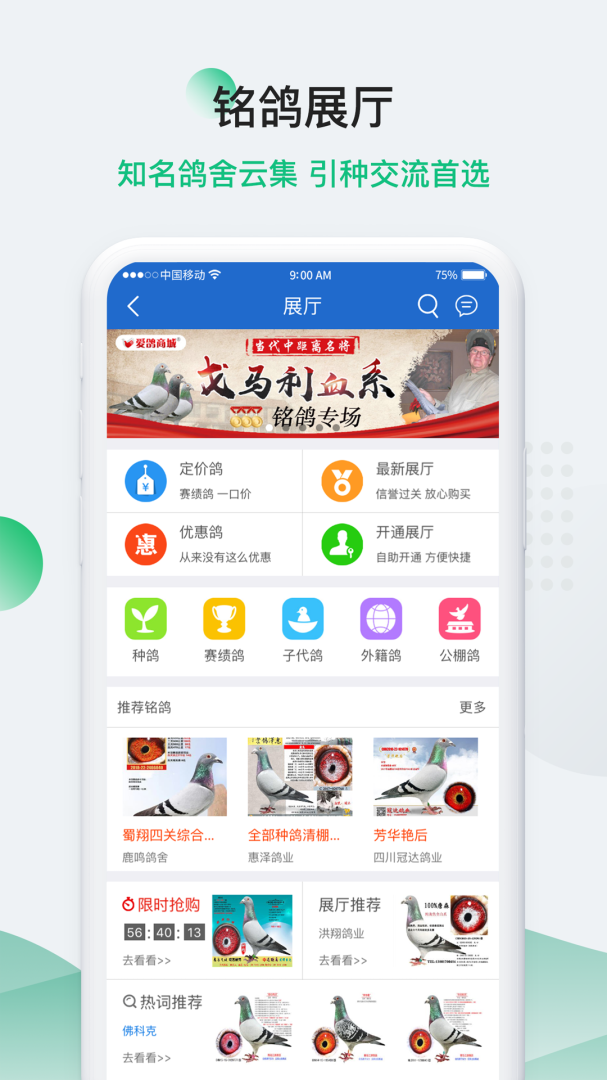 中国信鸽信息网