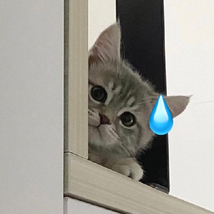 猫咪流汗可爱微信头像