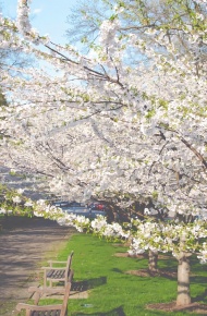 春天治愈风光微信朋友圈配图