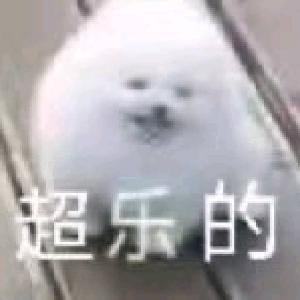 超乐的小白狗微信表情包