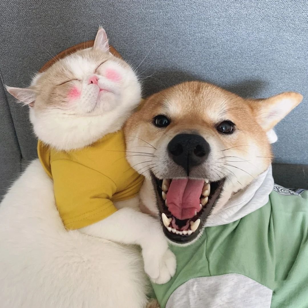 猫咪和狗子可爱情侣微信头像