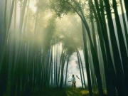 受欢迎的仙侠手游