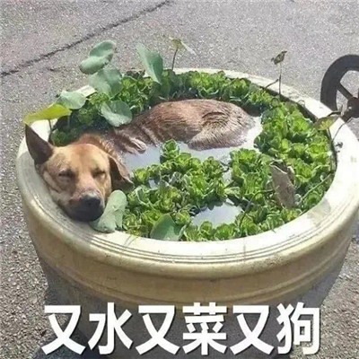 最新版的热门表情包