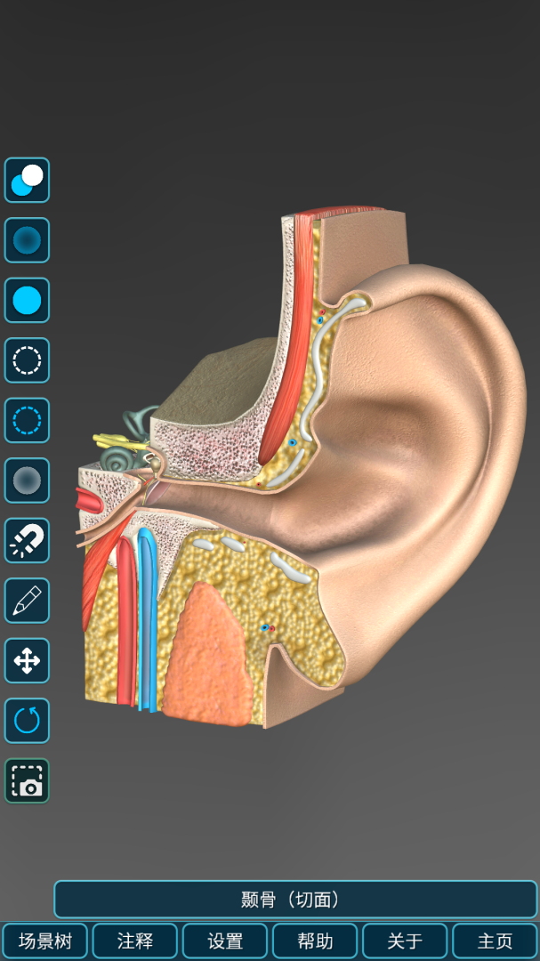 人体解剖学图集最新版
