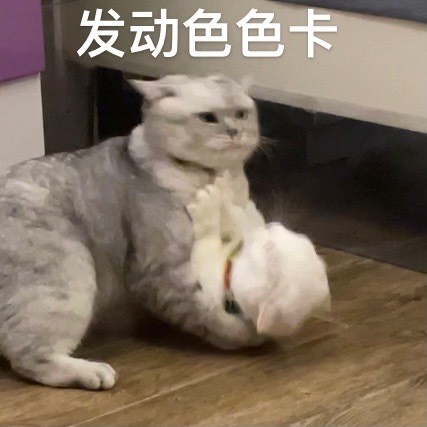 奶盖和九爷猫咪禁止发动色色卡微信表情包