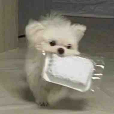 狗狗叼着东西可爱微信头像