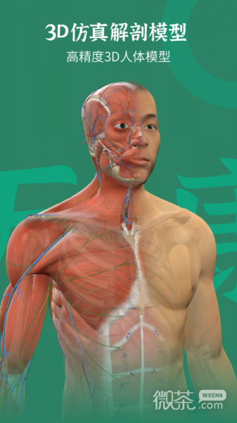 万康人体解剖