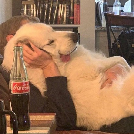 沙雕且有趣的微信头像