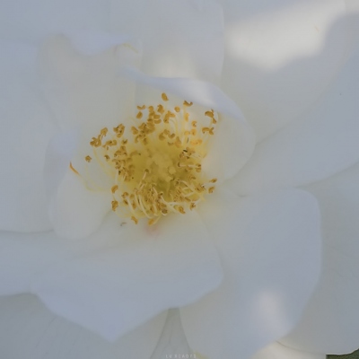 ins文艺小清新的风景微信头像