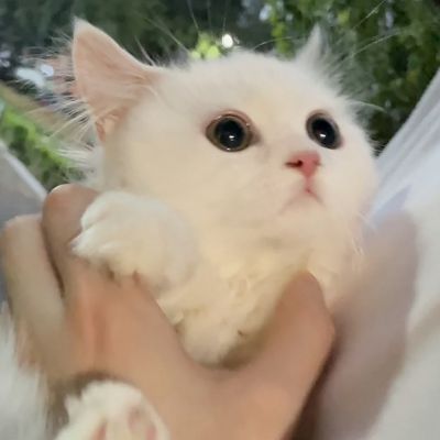 可爱又很萌的小猫咪头像