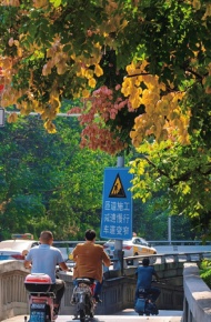 最新超级绚烂好看的栾树花图片