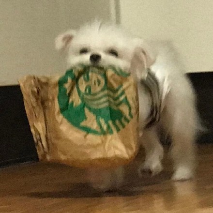 小狗叼着东西向你奔来可爱微信头像