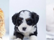 照片抠图手机软件