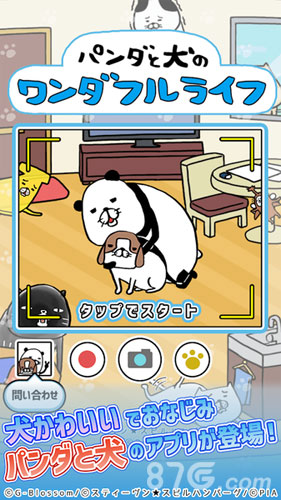 熊猫与狗狗的美好人生