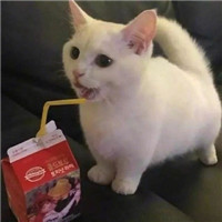 可爱萌萌哒喵星人猫咪情侣头像