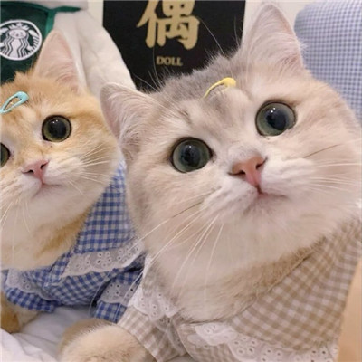 可爱猫咪情侣微信头像