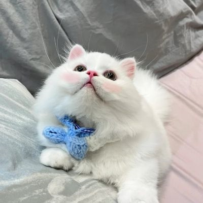 超萌超可爱又招财的猫咪头像