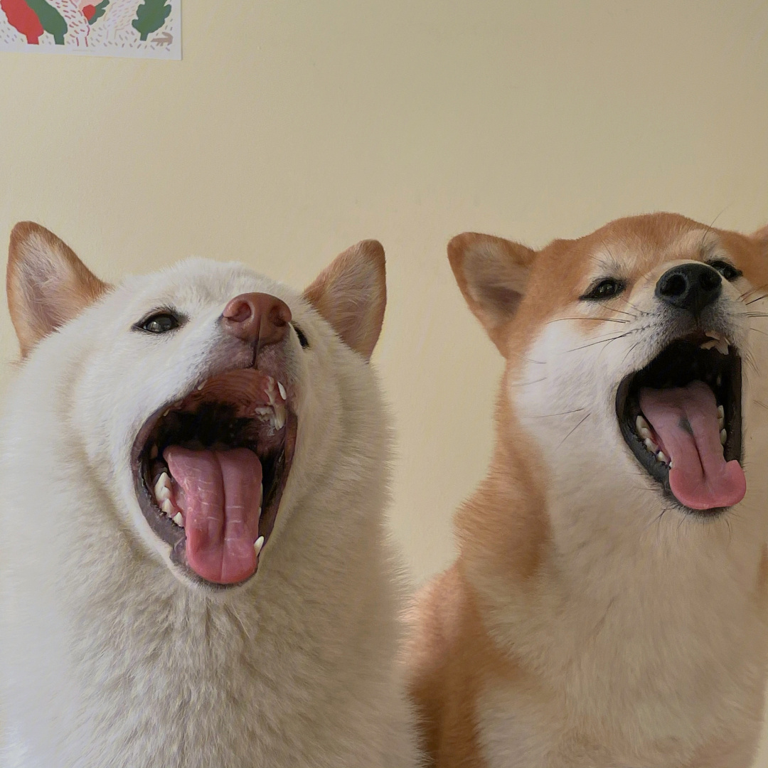 柴犬可爱微信头像