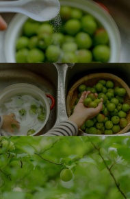 春的三屏清新聊天背景图