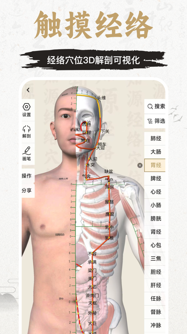 中济经络穴位