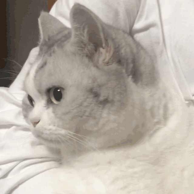 暴躁的可爱猫猫动态微信表情包