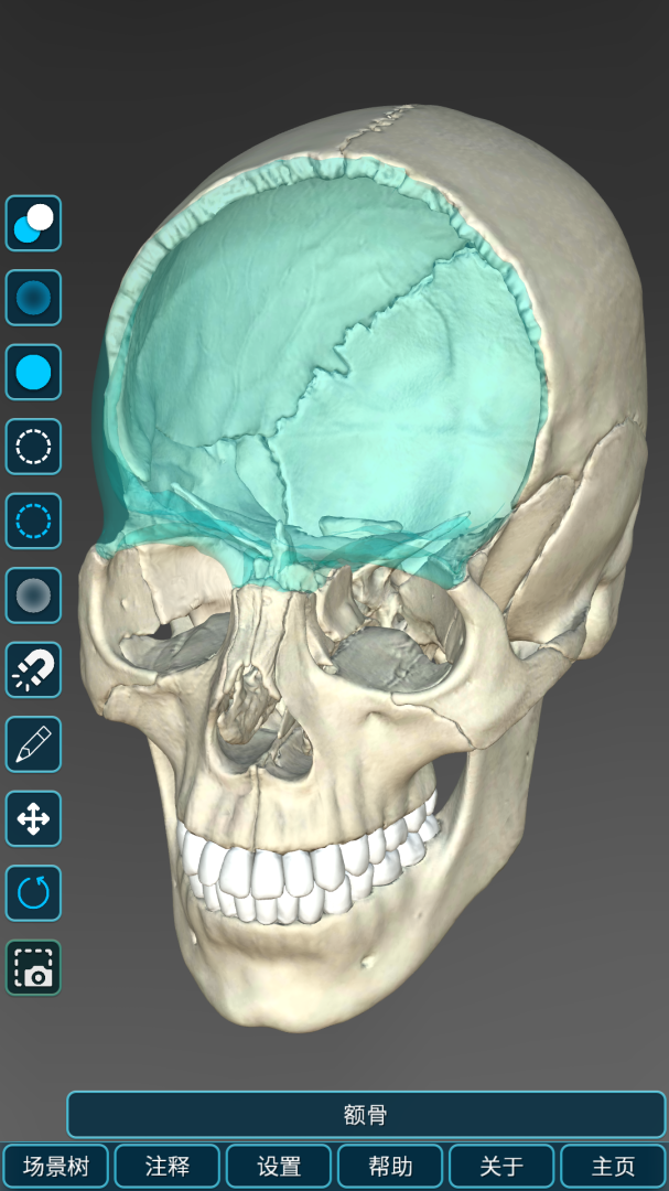 人体解剖学图集最新版