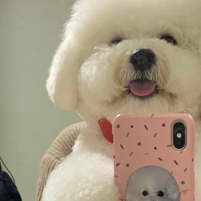 可爱狗狗的自拍微信头像