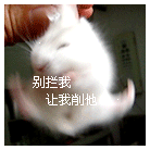 可爱小老鼠动态微信表情包