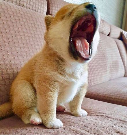 可爱的憨憨小柴犬微信头像