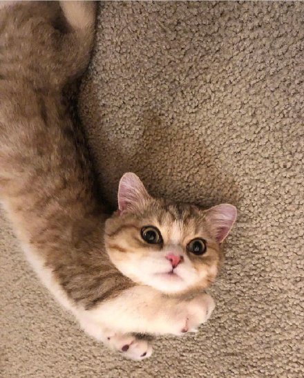 可爱的矮脚小猫微信头像