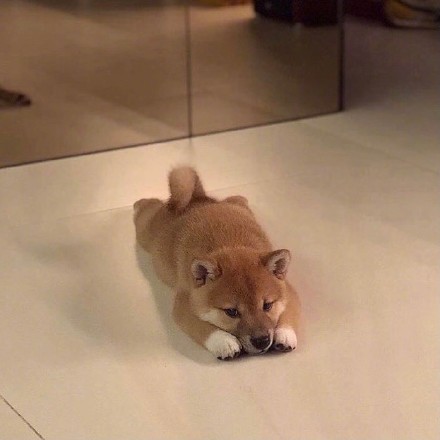 小可爱柴犬微信头像