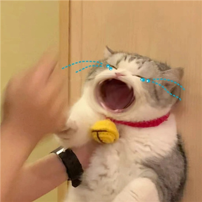有趣搞怪的大嘴猫表情包