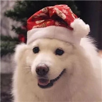 呆萌萌萌哒沙雕宠物情侣头像