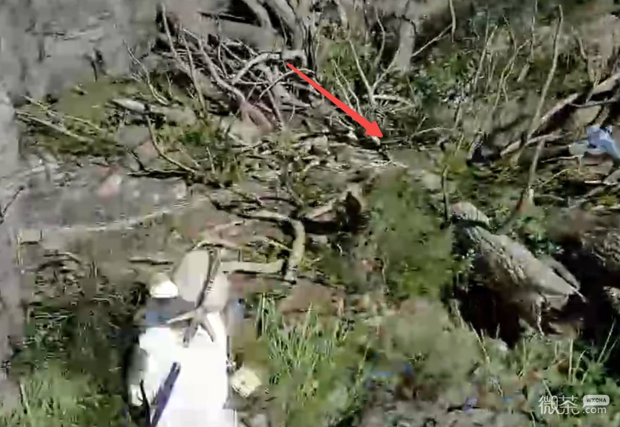 红色沙漠增强版宠物小飞龙获取攻略 红色沙漠增强版宠物小飞龙怎么获得