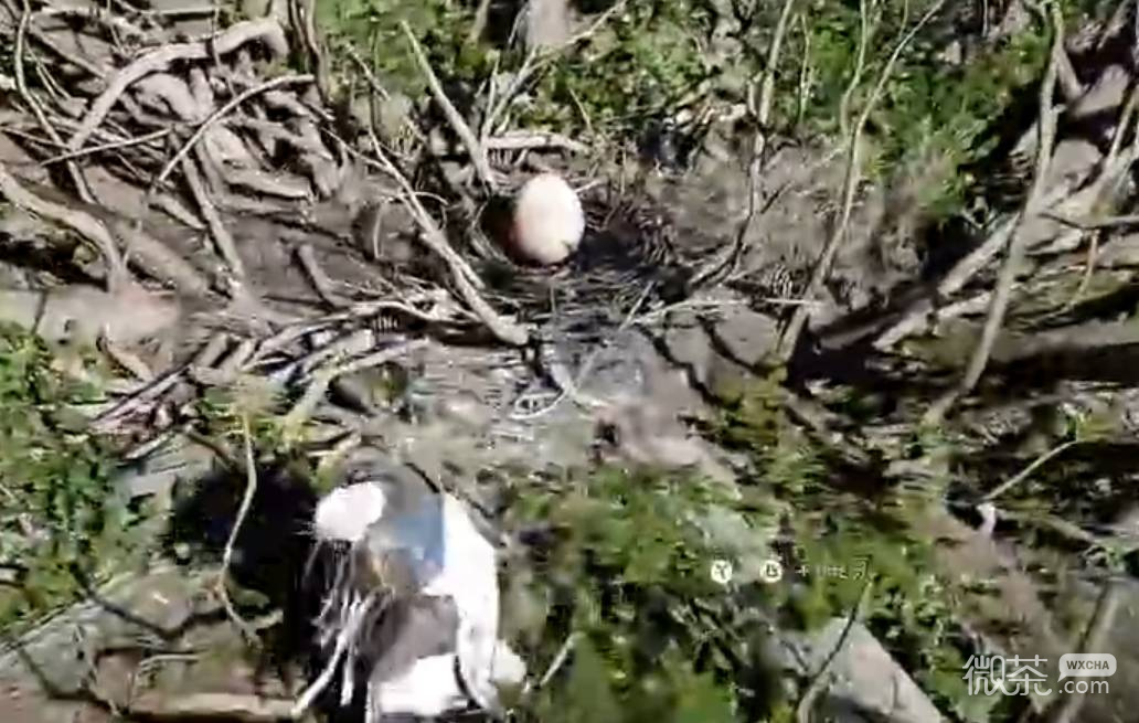 红色沙漠增强版宠物小飞龙获取攻略 红色沙漠增强版宠物小飞龙怎么获得