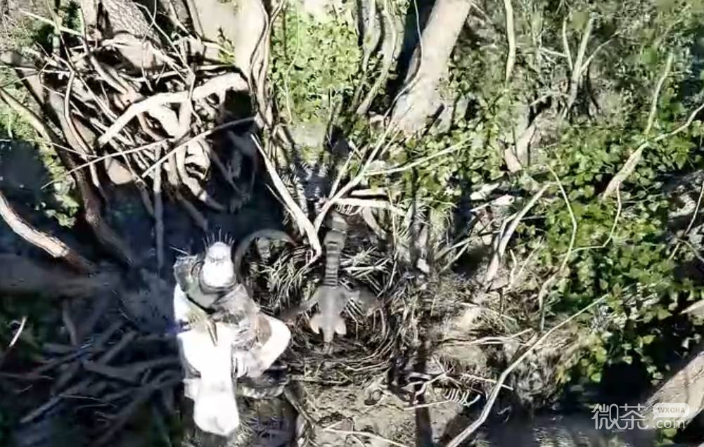 红色沙漠增强版宠物小飞龙获取攻略 红色沙漠增强版宠物小飞龙怎么获得