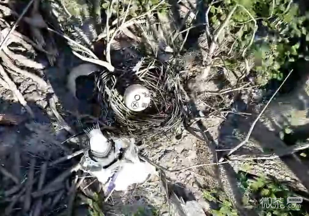 红色沙漠增强版宠物小飞龙获取攻略 红色沙漠增强版宠物小飞龙怎么获得